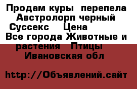 Продам куры, перепела. Австролорп черный. Суссекс. › Цена ­ 1 500 - Все города Животные и растения » Птицы   . Ивановская обл.